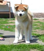 Щенки akita inu