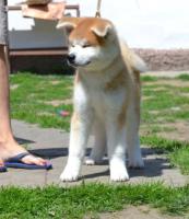 Щенки akita inu